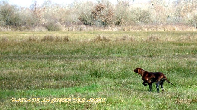 De La Combe Des Anges - FIELD BECASSINE BRAUD ST LOUIS