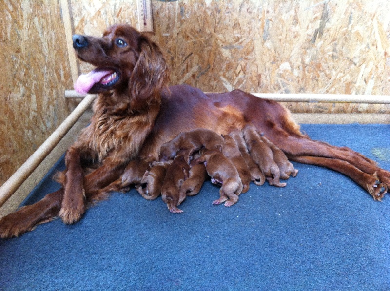 De La Combe Des Anges - Setter irlandais rouge - Portée née le 16/02/2014